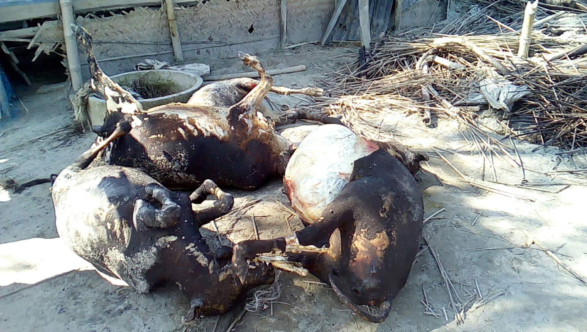 Kurigram Fire 8 Cow Dead photo-(1) 02.11.19