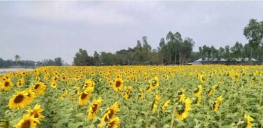 Kurigram photo