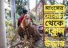 মাংসের দোকান থেকে শকুন উদ্ধার