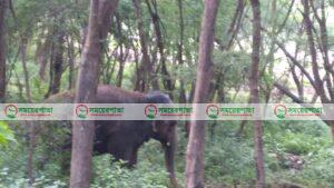 রাঙ্গামাটির কাপ্তাইয়ে বন্যহাতির আক্রমনে যুবকের মৃত্যু