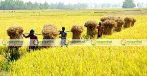 বাগেরহাটে শ্রমিকের মূল ৯০০ টাকা ধানের মূল ৭৮০টাকা