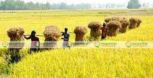 বাগেরহাটে শ্রমিকের মূল ৯০০ টাকা ধানের মূল ৭৮০টাকা