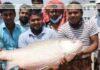 দৌলতদিয়ায় ধরা পড়লো ৫১ হাজার টাকার কাতল দৌলতদিয়ায় ধরা পড়লো ৫১ হাজার টাকার কাতল