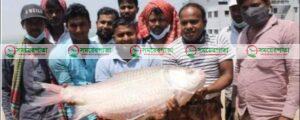 দৌলতদিয়ায় ধরা পড়লো ৫১ হাজার টাকার কাতল 
