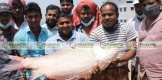 দৌলতদিয়ায় ধরা পড়লো ৫১ হাজার টাকার কাতল 