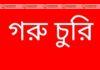 পাকুন্দিয়ায় বেড়েই চলছে গরু চুরি