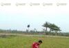 কৃষকের সোনালী স্বপ্ন লকডাওনে কি শেষ হবে