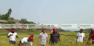 রাঙ্গামাটিতে কৃষকের ধান কেটে দিলো জেলা যুবলীগ