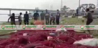পটুয়াখলীতে ২ লাখ মিটার ঘন জাল উদ্ধার।