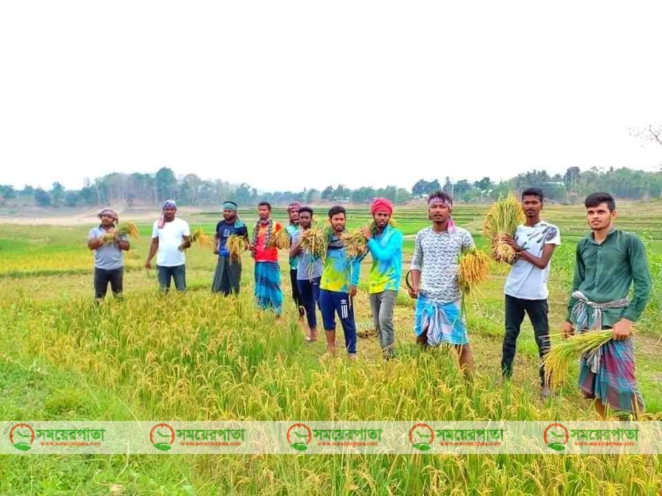 রাঙ্গামাটির লংগদুতে সুজন-প্রকাশের নির্দেশে রোজা রেখে ধান কাটছে ছাত্রলীগ