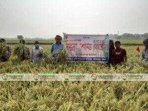 নতুন ধান ঘরে তুলতে ব্যাস্ত কৃষক।