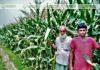 কটিয়াদীতে ভূট্টার বাম্পার ফলনে কৃষকের মুখে হাসির ঝিলিক কটিয়াদীতে ভূট্টার বাম্পার ফলনে কৃষকের মুখে হাসির ঝিলিক