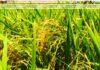 কালবৈশাখীর তান্ডবে কৃষকের সোনালী স্বপ্ন শেষ