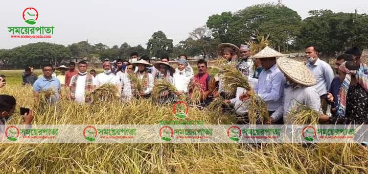 তাহিরপুরে শনি হাওরে বারো ধান কাটা উৎসব