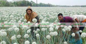 পেঁয়াজ বীজের ফলন নিয়ে সংশয়ে নাটোরের কৃষক