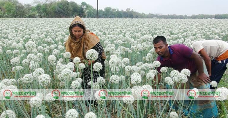 পেঁয়াজ বীজের ফলন নিয়ে সংশয়ে নাটোরের কৃষক