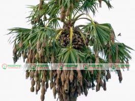 রহস্যময় বাবুই পাখি ও তার বাসা। 