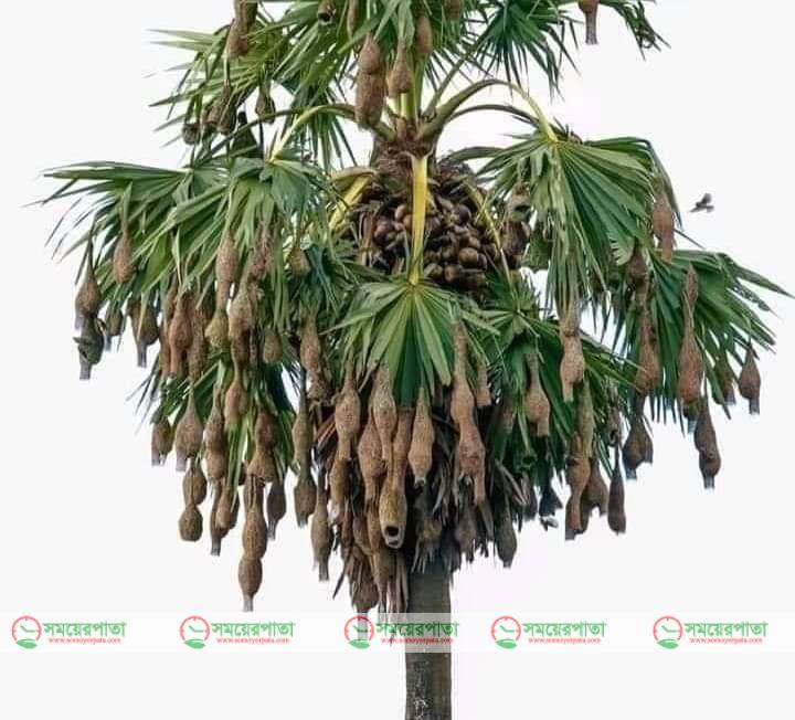 রহস্যময় বাবুই পাখি ও তার বাসা। 