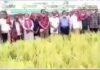 পটুয়াখালীতে কৃষক'লীগের উদ্দেগে পালিত হচ্ছে ধানকাটা কর্মসূচি।