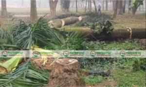সোহরাওয়ার্দী উদ্যানে শতাধিক গাছ কেটে বানানো হচ্ছে রেস্টুরেন্ট 
