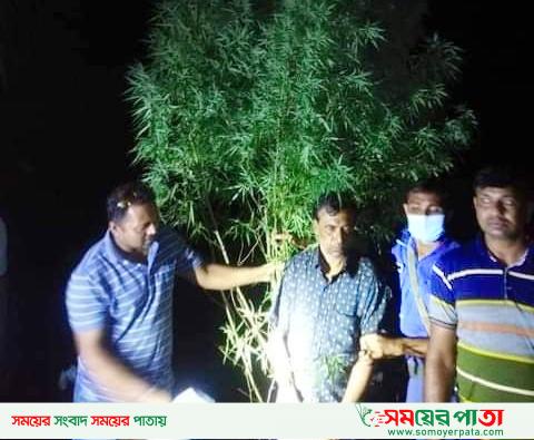  ০৮টি গাজার গাছ সহ ৩ গাজা চাষি আটক