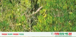 আজ থেকে সুন্দরবনে প্রবেশের সুযোগ পাচ্ছেন পর্যটকরা