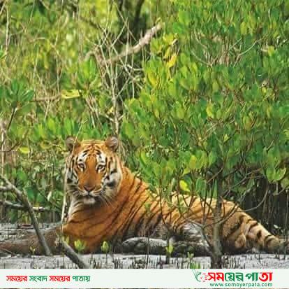 আজ থেকে সুন্দরবনে প্রবেশের সুযোগ পাচ্ছেন পর্যটকরা