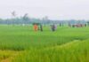 পাটগ্রাম কুচলীবাড়িতে সীমান্তের জমি নিয়ে বাংলাদেশ ও ভারতের মানুষের হাতাহাতি