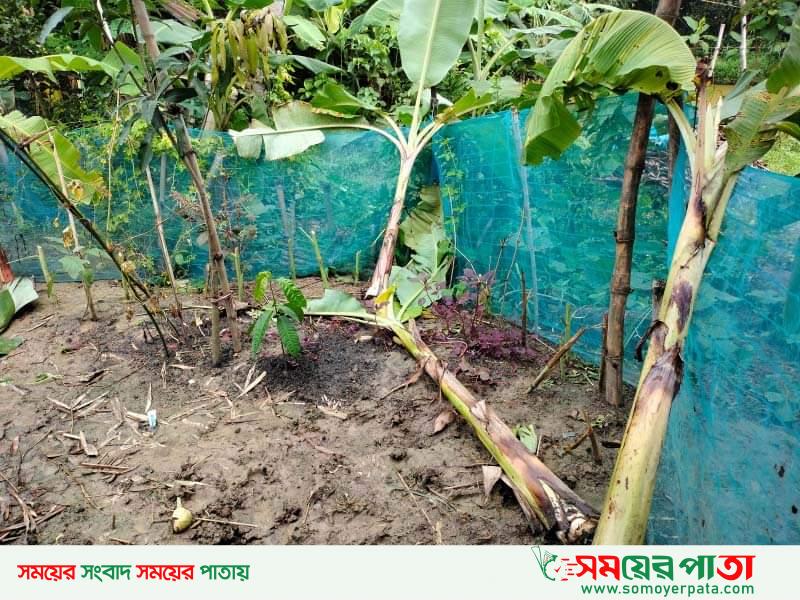 আত্রাইয়ে গাছের সাথে শত্রুতা