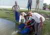 খুলনার কয়রায় মহেশ্বরীপূর ইউনিয়ন ভূমি অফিসের পুকুরে মাছ ছাড়া হয়েছে।