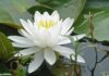 ডুমুরিয়ায় জাতীয় ফুল শাপলা এখন স্মৃতি