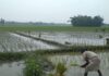 আদিতমারী কৃষকদের ভাবনা, এবার না হয় যেন বন্যা