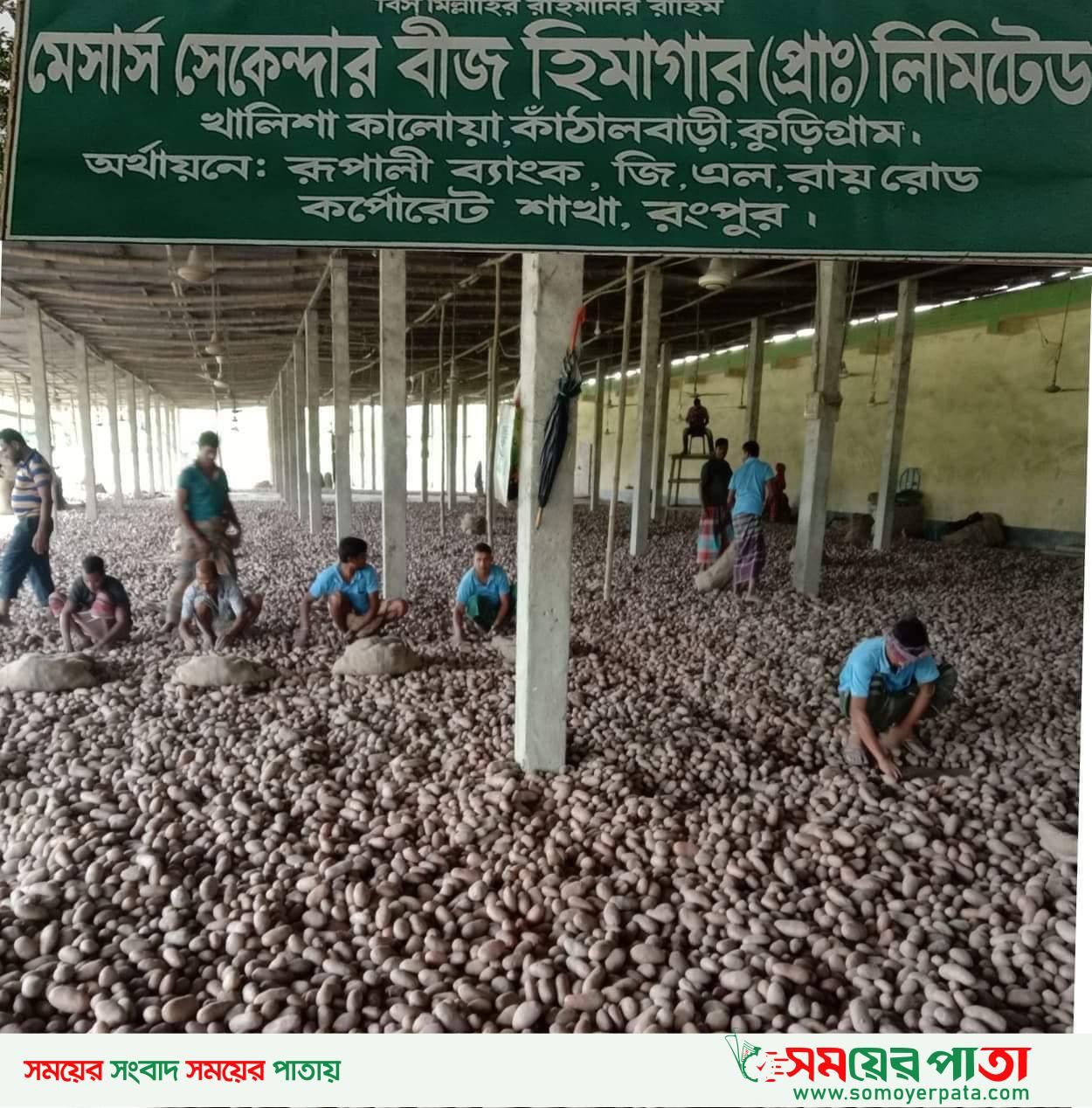 কুড়িগ্রামে লোকসানের কবলে পড়েছেন আলুচাষি ও মজুতদাররা 