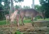 গাজীপুরের বঙ্গবন্ধু সাফারি পার্কে জন্ম নিলো বিলুপ্ত হওয়া ২ টি নীলগাই শাবক। গাজীপুরের বঙ্গবন্ধু সাফারি পার্কে জন্ম নিলো বিলুপ্ত হওয়া ২ টি নীলগাই শাবক।
