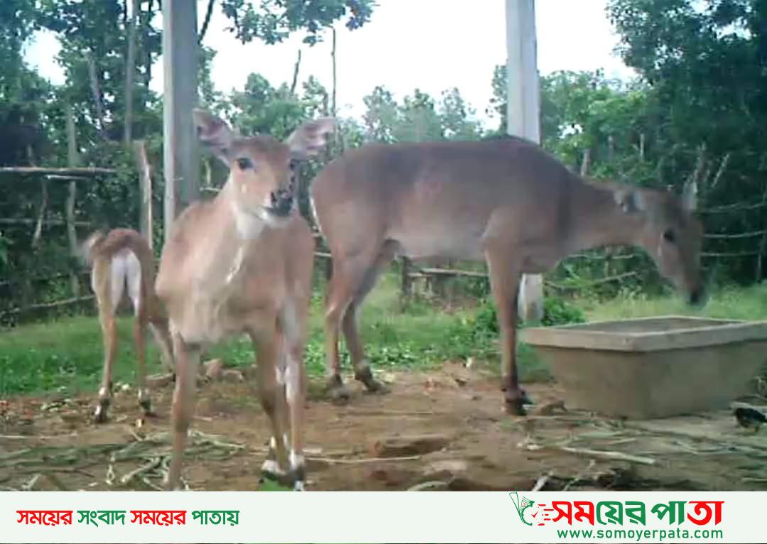 গাজীপুরের বঙ্গবন্ধু সাফারি পার্কে জন্ম নিলো বিলুপ্ত হওয়া ২ টি নীলগাই শাবক।