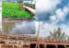 কচুরিপানা অপসরণ না করায় হুমকির মুখে কালভার্ট ব্রীজ