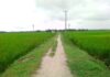 কুচলীবাড়ী দোলাপাড়া রাস্তার বেহালদশা