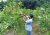 ডুমুরিয়াযর খর্ণিয়ায় পেয়ারা চাষে স্বাবলম্বী মাসুদুল ইসলাম