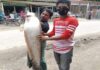 জেলের জালে ধরা পড়ল ১৫ কেজির বোয়াল