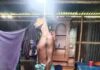 কাউনিয়ায় দরিদ্রতার চাপে যুবকের আত্নহত্যা
