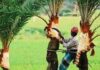 খেজুর গাছ থেকে রস সংগ্রহে ব্যাস্ত গাছিরা