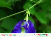 অপরাজিতা ফুল গাছের গুনাগুন