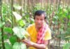 পান চাষে স্বাবলম্বী কোদালখাতার অনিল চন্দ্র বর্মন