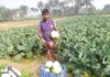 ডুমুরিয়ায় ফুল কপি বাম্পার ফলন হওয়ায় কৃষকদের মুখে হাসি