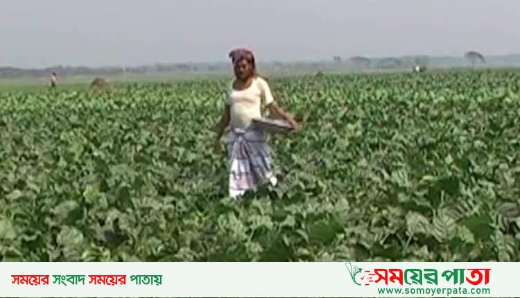 netrokona-tobacco-jahid_03-04-19-750×430