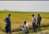 রাণীনগরে প্রতিহিংসার বিষে পুড়লো তিন কৃষকের ধান