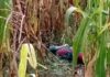 ভূট্টাক্ষেত থেকে সপ্তম শ্রেণির এক ছাত্রীর দরদেহ উদ্ধার