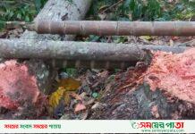 আড়িয়ল ইউপি চেয়ারম্যানের জবরদস্তিতে অর্ধশতাধীক ফলজ গাছ কর্তন!