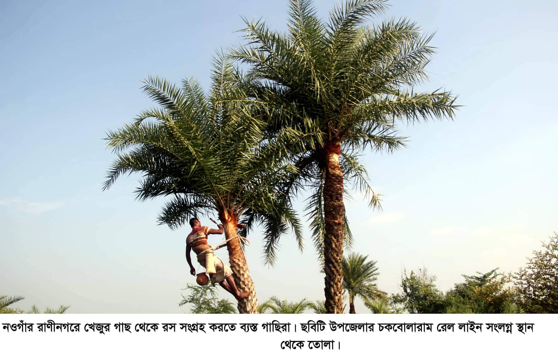 রাণীনগরে খেজুর গাছের সুমিষ্ট রস সংগ্রহে ব্যস্ত গাছিরা