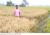 রাণীনগরে বর্গাচাষী কৃষকের আড়াই বিঘা জমির ধান বিনষ্ট করেছে দুর্বৃত্তরা